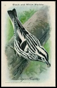 6 Black and White Warbler
